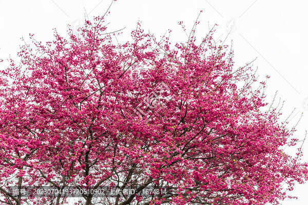 櫻花