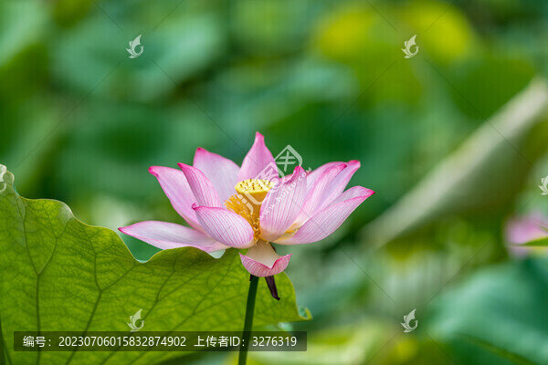 夏日荷花