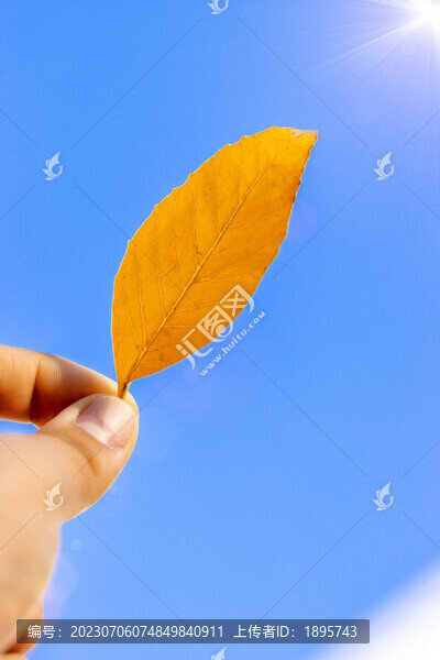秋天捏在手里的黃樹(shù)葉