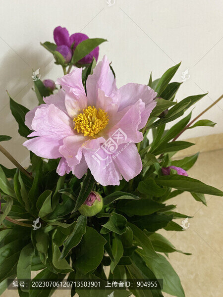 芍藥花