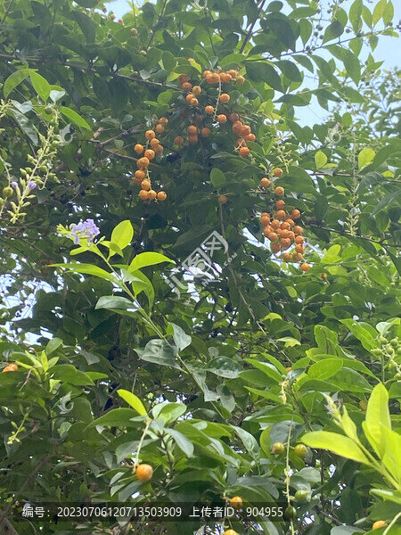 假連翹