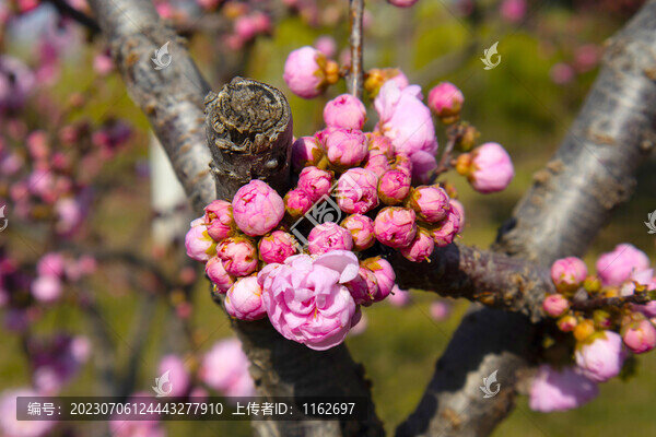粉色榆葉梅