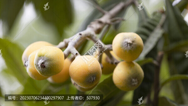 枇杷果