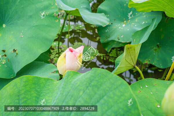 荷花荷葉