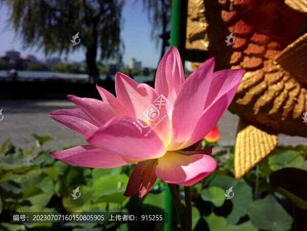 荷花