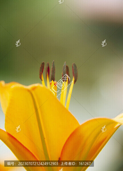 百合花
