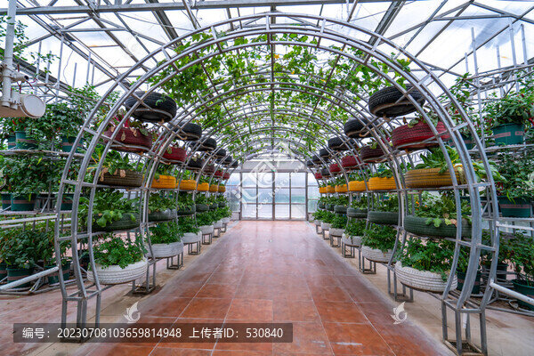壽光大棚蔬菜立體種植