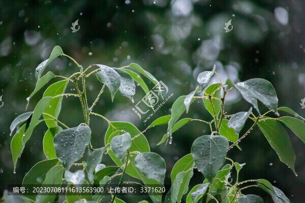 树叶和雨滴