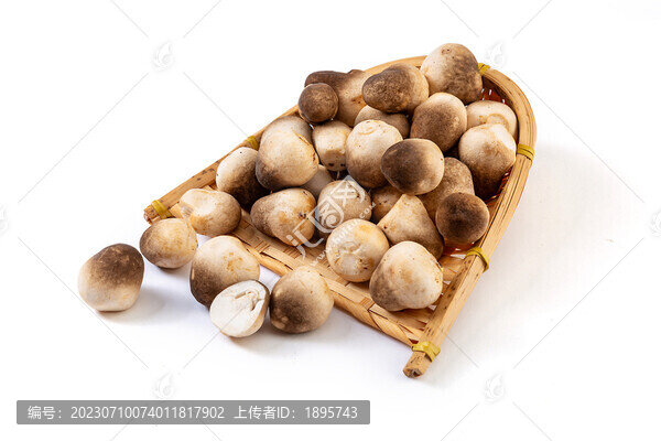 草菇食材