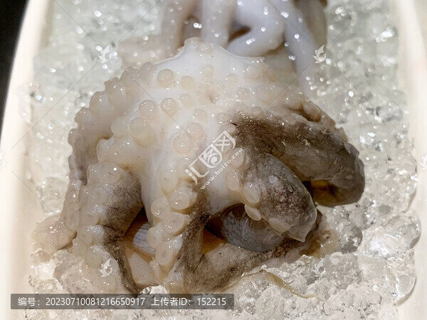 八爪魚(yú)