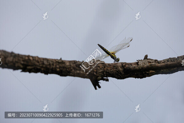 蜻蜓