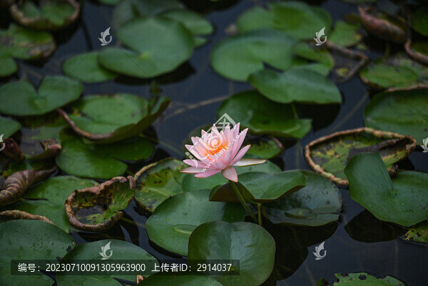 蓮花