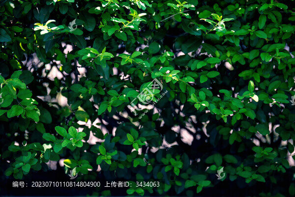 綠植