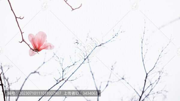 玉蘭花