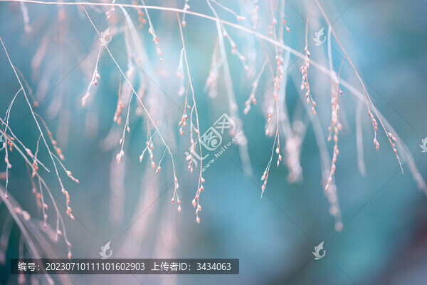 顯子草