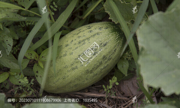 香瓜