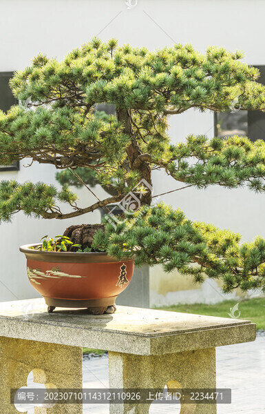 松樹盆景