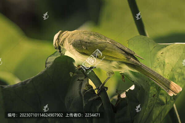 白頭翁