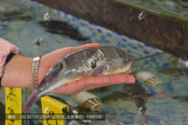 購(gòu)買河豚