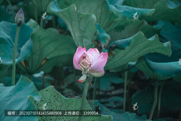 夏季荷花