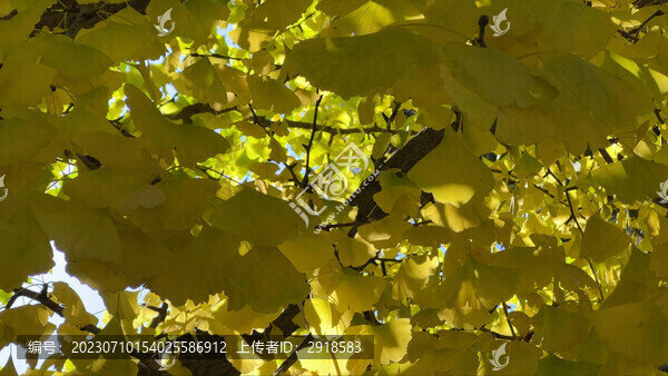 公園里的各種植物樹(shù)木樹(shù)葉紅葉