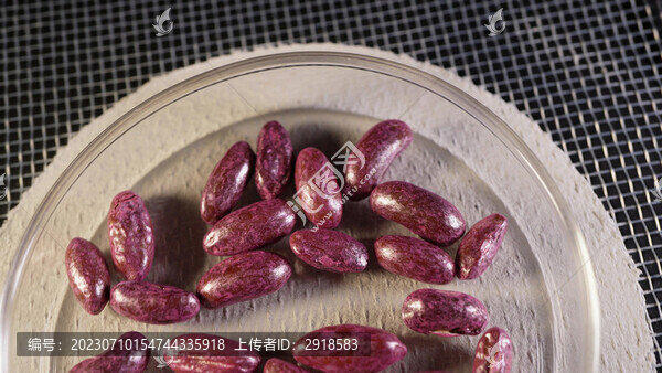 紅花四季豆長豆角種子