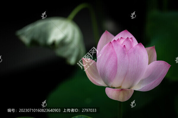 荷花