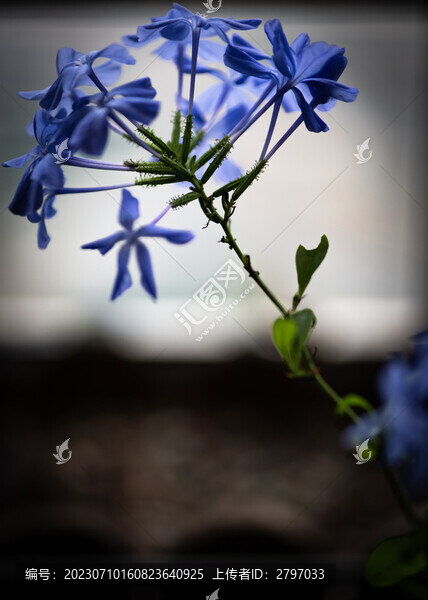 藍(lán)雪花
