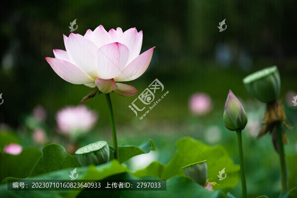 荷花