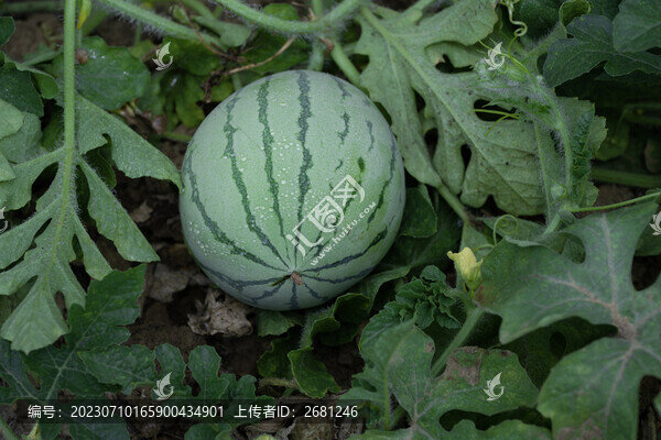 西瓜