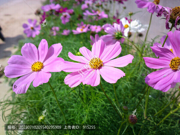 秋英
