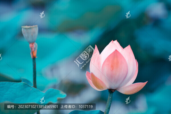 藍(lán)調(diào)荷花