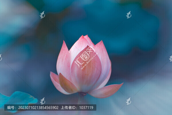 藍(lán)調(diào)荷花