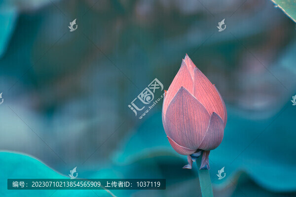 藍(lán)調(diào)荷花