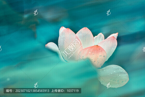 藍(lán)調(diào)唯美荷花