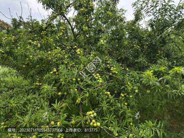 青皮李采摘節(jié)