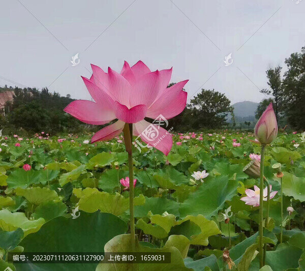 荷花