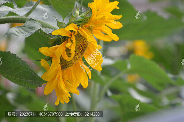 夏天向日葵