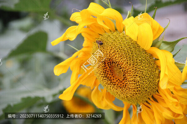 向陽花