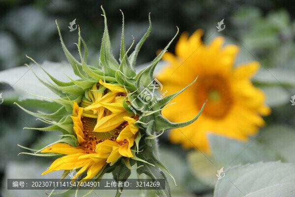 朝陽花