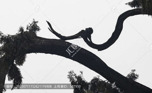 樹(shù)枝