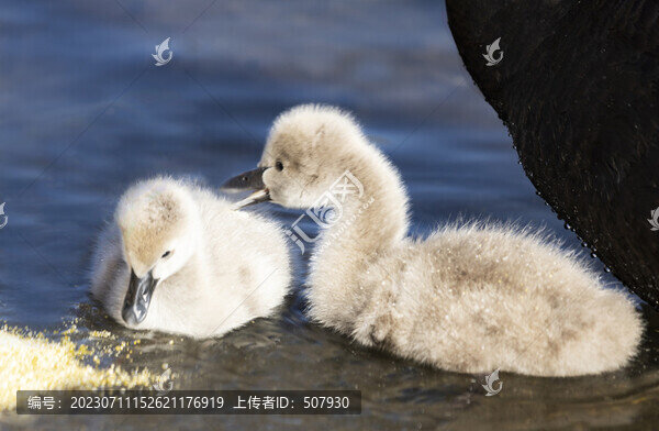 黑天鵝寶寶