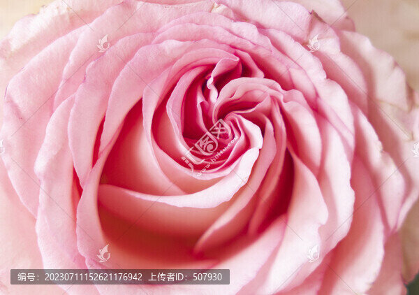 月季花