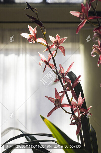 蘭花