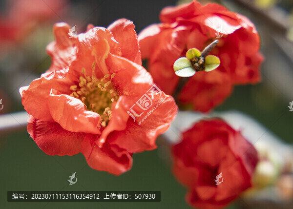海棠花