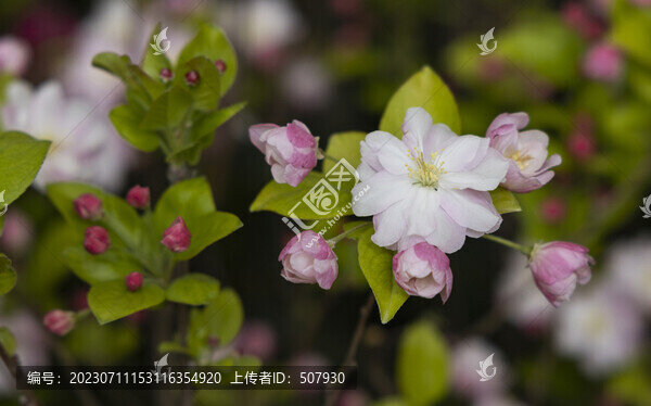 海棠花