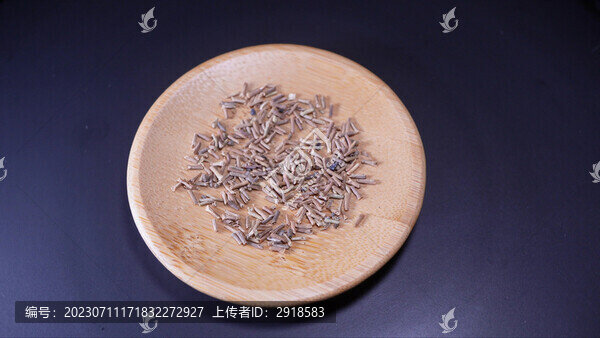 美女櫻種子四季鮮花種子