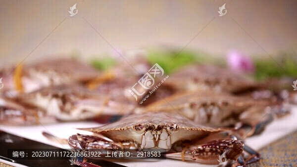 螃蟹梭子蟹飛蟹