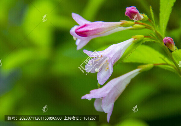 六道木花