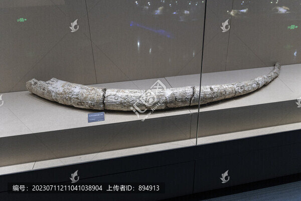 齒象門齒